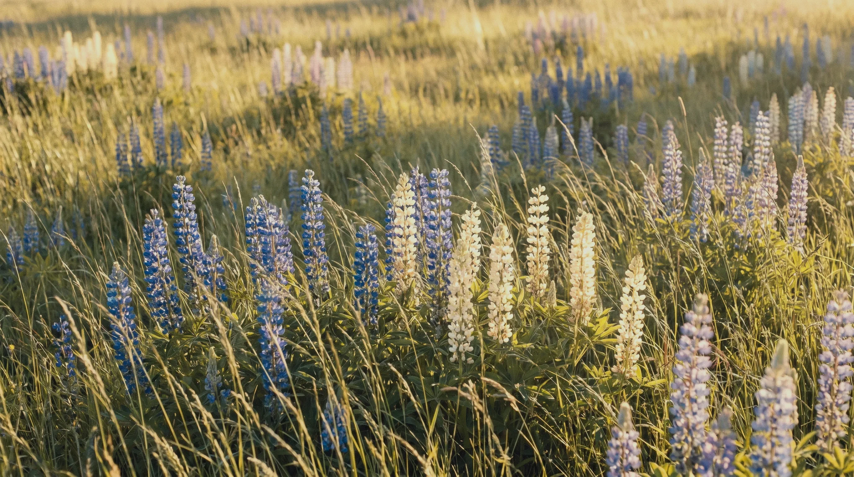 Open Nordic meadow evoking a calm nervous system
